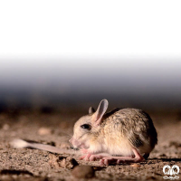 گونه دوپای کوتوله Dwarf Fat – tailed Jerboa